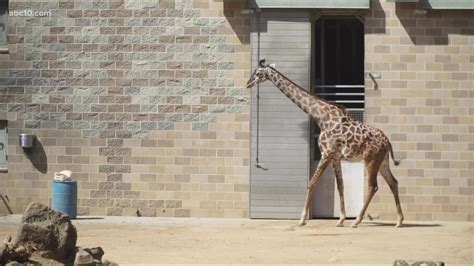 Sacramento Zoo considers Elk Grove as relocation site | abc10.com