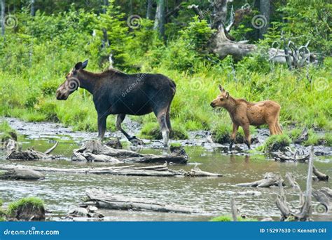 Mother And Baby Moose Stock Photo - Image: 15297630