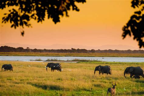 Inside Zimbabwe's Mana Pools National Park • Your Ultimate Safari Guide