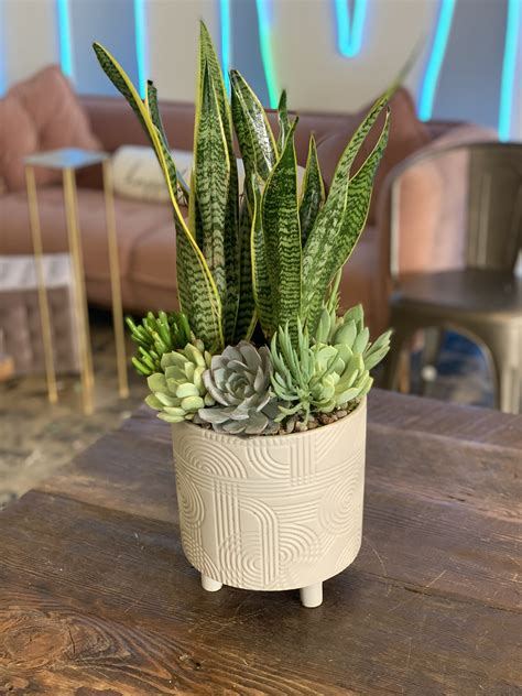 Snake and Succulent Arrangement in Glendora, CA | Glendora Florist