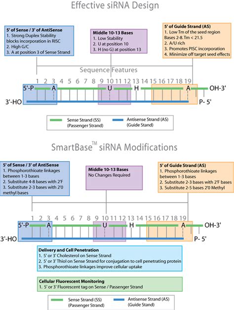 siRNA and RNAi pricelist from Gene Link