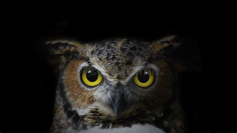 Great horned owl stock photo. Image of great, wildlife - 106831898