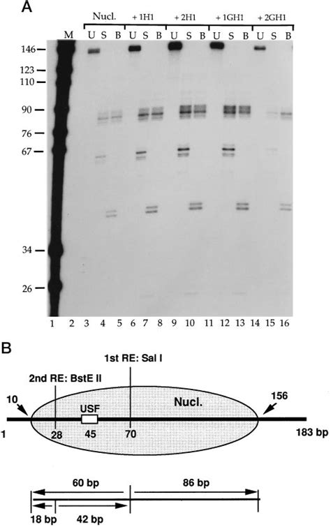 Restriction endonuclease mapping of nucleosome positions . A ...