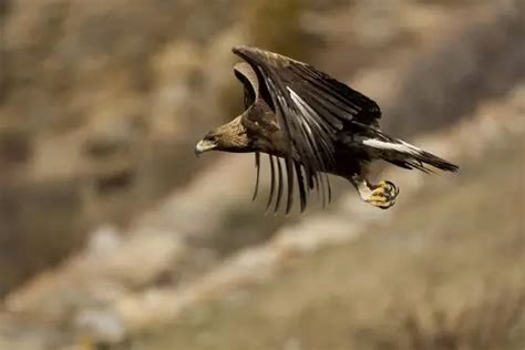 Golden Eagle Facts For Kids | Golden Eagle Diet, Habitat, Behavior