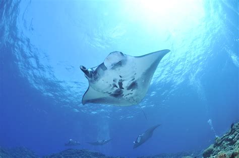 Swimming with Manta Rays on Big Island Hawaii – Resist the Mundane