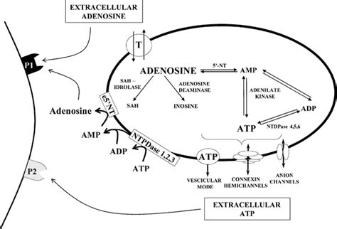 Adenosine Deaminase: A Contributing Factor to Daytime Fatigue - SelfHack