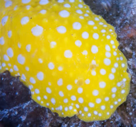 Nudibranchs in Their Habitat Stock Image - Image of berry, food: 130061601