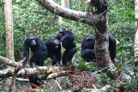 Chimpanzee friends fight together to battle r | EurekAlert!