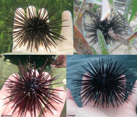 St. Joe Bay Species - Purple Sea Urchin