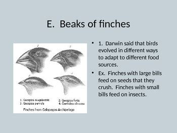 Natural Selection, Evolution, and Speciation PowerPoint by Paige Lam