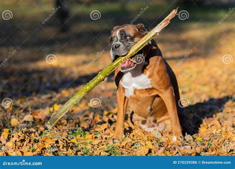 Portrait of a Dog, Boxer Breed, with a Stick in His Teeth. Stock Photo - Image of carrying ...