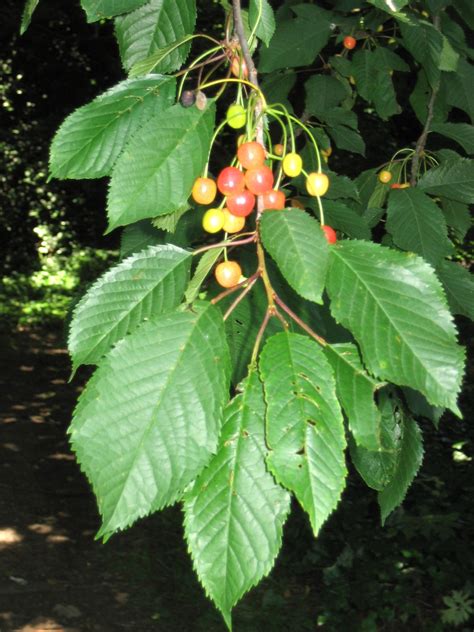 Prunus avium (Sweet Cherry) | North Carolina Extension Gardener Plant ...