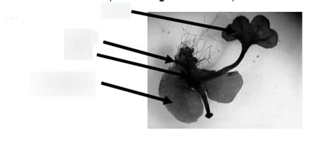 Station 22 - Prothallus with a growing sporophyte Diagram | Quizlet