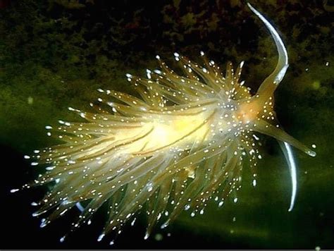 20 Beautiful Animals That Live Under The Sea