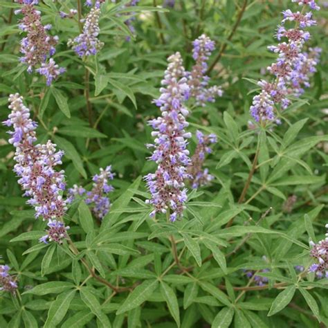 Vitex Plant Species - The Good Earth Garden Center