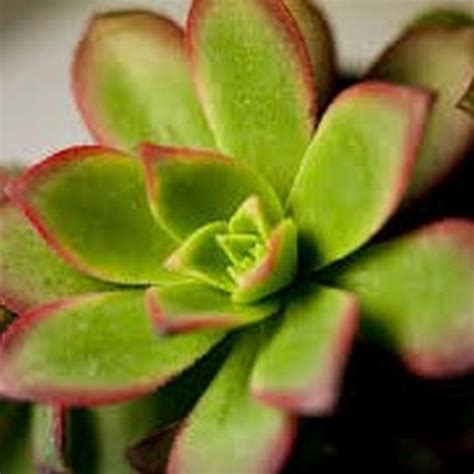 Red Echeveria