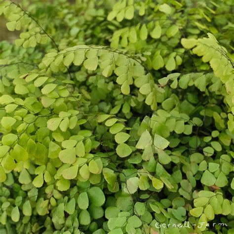 Adiantum venustum RGP – Cornell Farm