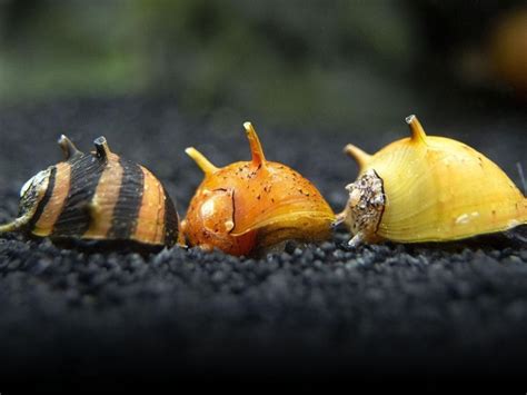 Types of Freshwater Snails: How long do Freshwater Snails Live?