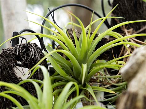 Tillandsia Ionantha: The Easy Care Sky Plant