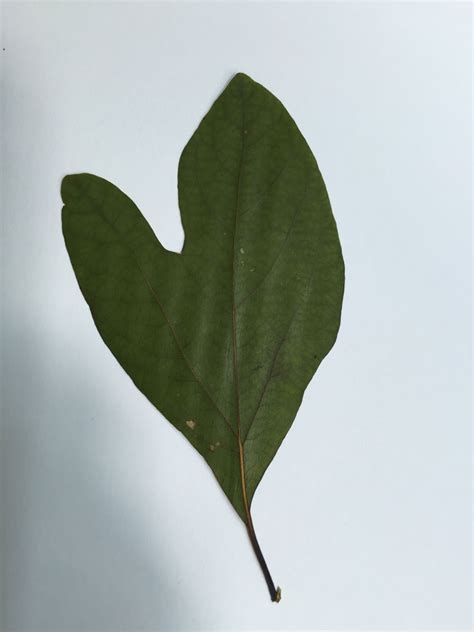 Sassafras - Leaf | Plant leaves, Leaves, Plants