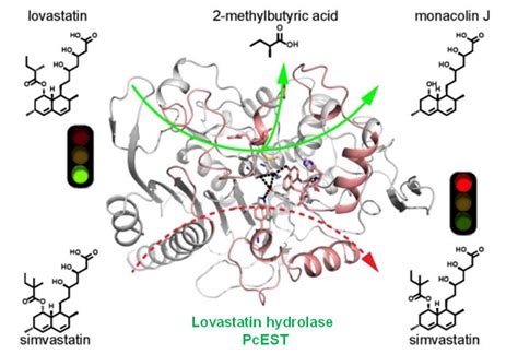 Scientists reveal catalytic mechanism of lovastatin hydrolase