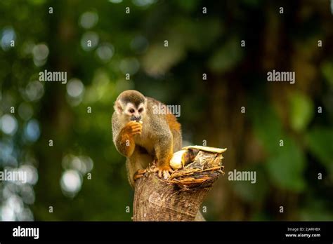 Squirrel Monkey in Costa Rica eating banana in the jungle Stock Photo - Alamy