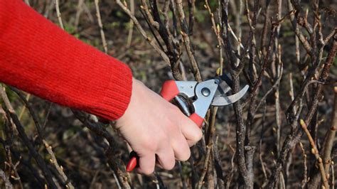 Blackcurrant pruning: when and how to do it to harvest more fruit? - The Limited Times