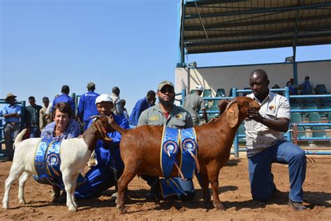 Kalahari Red goats scoop several awards in Botswana - The Namibian Farmer