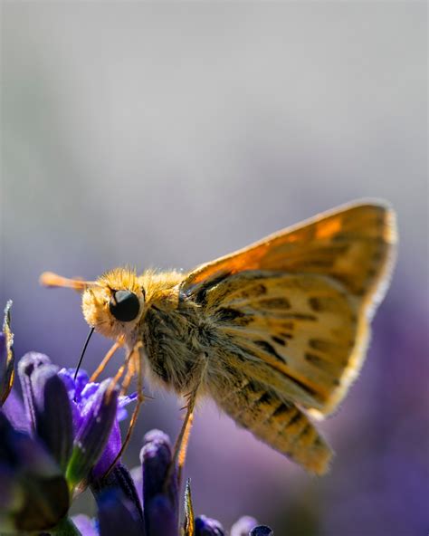 Pest of the Month: Southern Flannel Moth (Puss Caterpillar) | Bayou ...