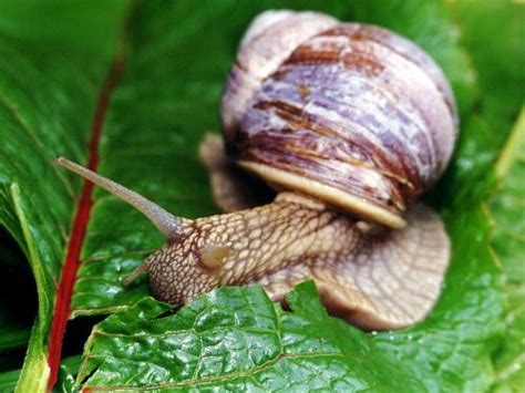 Funny snail Widescreen Pics |Funny Animal