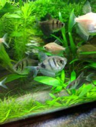 Black Skirt Tetra: Care Guide, Breeding, and Tank Size