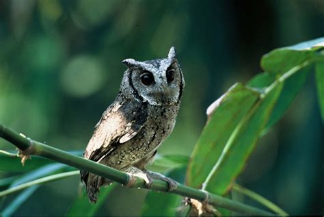 Collared scops owl - Alchetron, The Free Social Encyclopedia