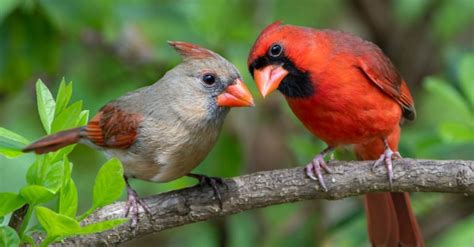 Northern Cardinal Pictures - AZ Animals