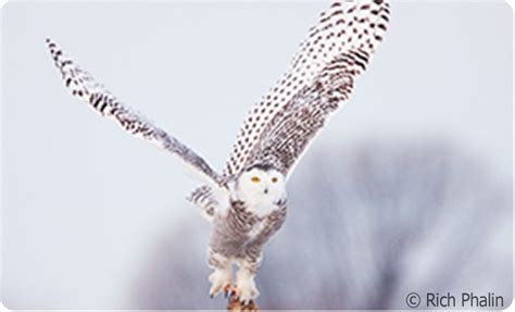 Speak Out for Snowy Owls and Wildlife Conservation | National wildlife federation, Wildlife ...