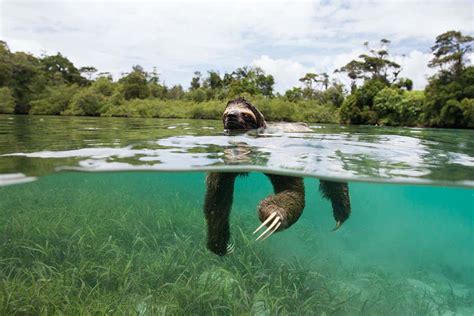 The pint-sized pygmy sloth found only on one island in the world | New Scientist