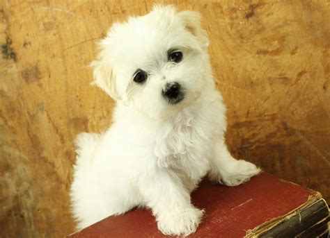 Truly Marvelous Tips for Taking Care of Cute Teacup Maltese Puppies