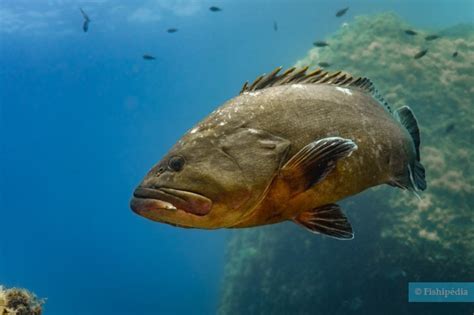 Dusky grouper • Epinephelus marginatus • Fish sheet