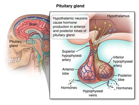 Pituitary and Thyroid Illustrations - Endocrine Surgery | UCLA Health