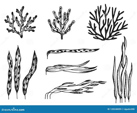 Algae Set of Sketches. Vector Drawings Isolated Stock Vector ...