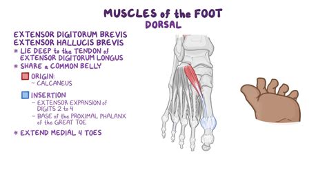 Foot - AubrayClaudina