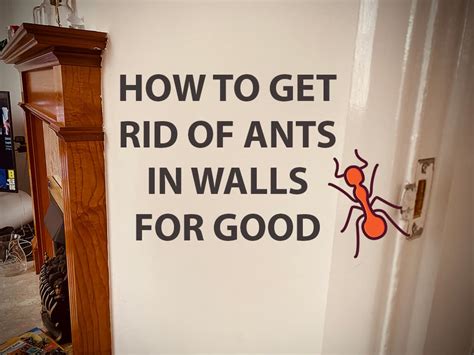 How I Got Rid of Ants in My Wall – Tactics and Solutions – School Of Bugs