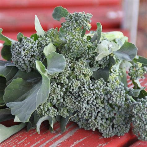 Broccoli seeds - Green Sprouting Calabrese | Heirloom | Sow True Seed