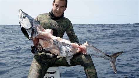 Spearfishing - Sharks Attack Spanish Mackerel (Underwater Ally Adventures) - YouTube