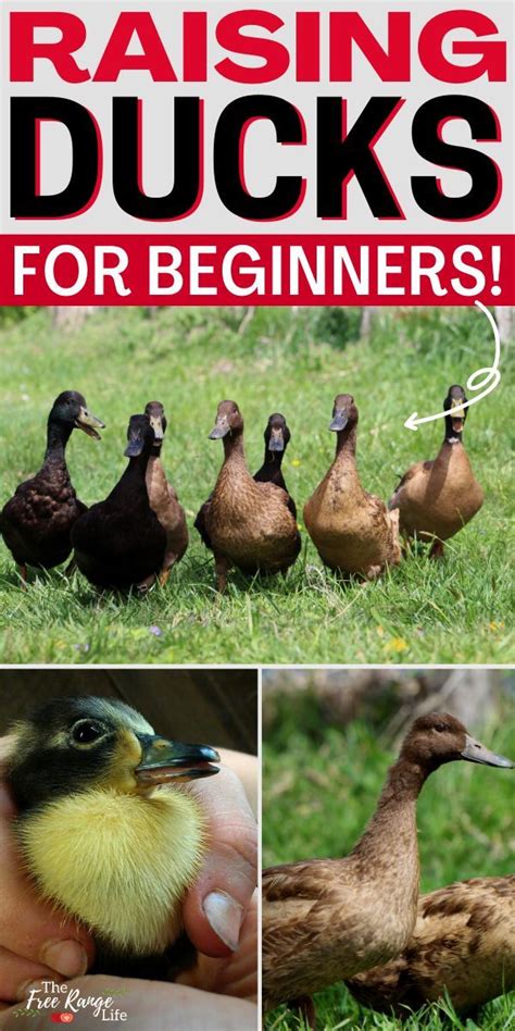 A Quick Start Guide to Raising Ducks | Raising ducks, Backyard ducks ...