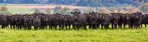 Aberdeen Angus Cattle Society | SellMyLivestock - The Online Livestock Marketplace