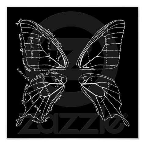 Anatomy Of A Butterfly Wing Vintage Diagram Poster | Zazzle.com in 2021 | Butterfly wings ...