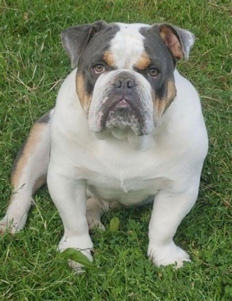 Old Tyme Bulldog x British Bulldog Puppies | in Romford, London | Gumtree