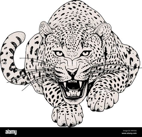 Leopard face tattoo ,Vector illustration, print Stock Vector Image & Art - Alamy