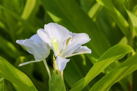 Butterfly Ginger Lily Care - How To Grow And Care For Hedychium Ginger ...