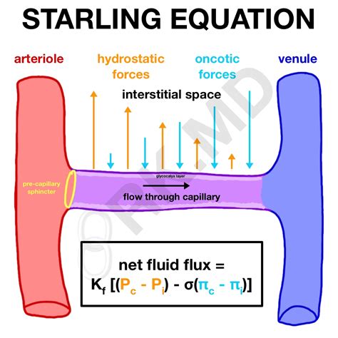 Starling Equation - Hydrostatic and Oncotic Pressures | RK.MD